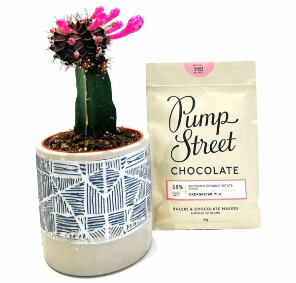 Cactus and English Chocolate, The English Garden Best Salt Lake City Florist Delivery