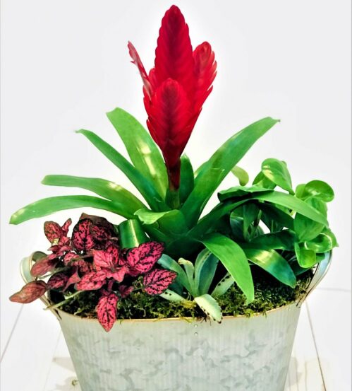 Bromeliad from salt lake city best local florists flowers shops delivery