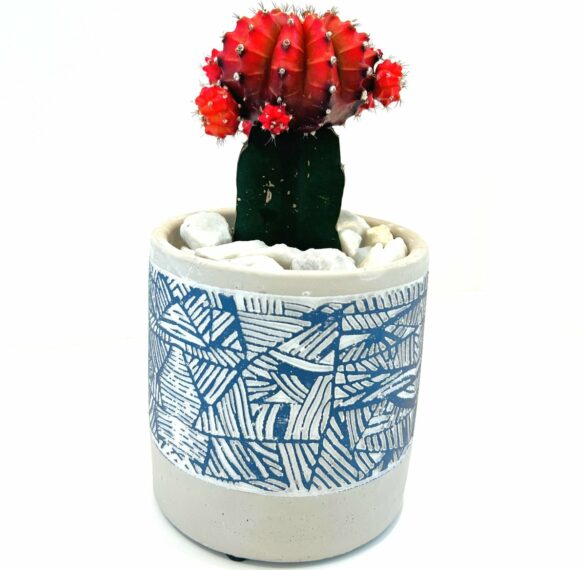 Grafted Cactus, Best Flower Delivery in Salt Lake City