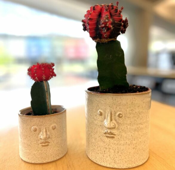 Grafted Cacti in Face Pot