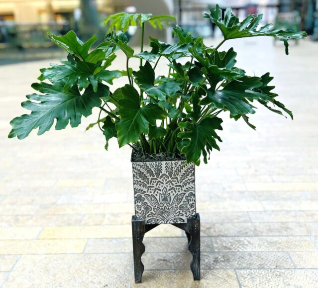 Salt Lake City Plants Delivery Lickety Split Lacy Tree Philodendron
