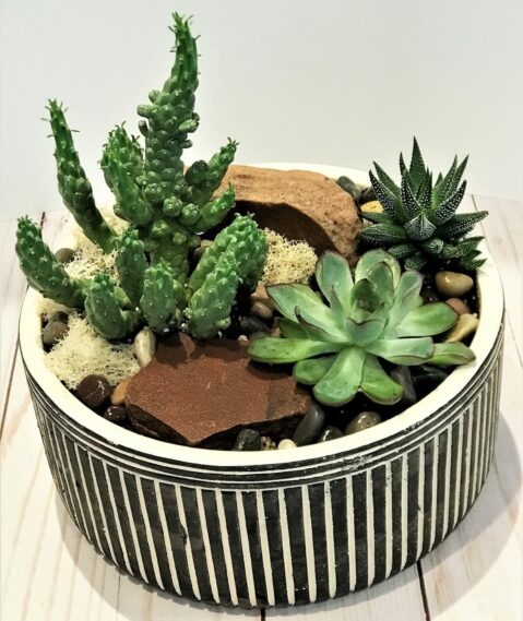 Cacti Planter, The English Garden Best Flower Delivery