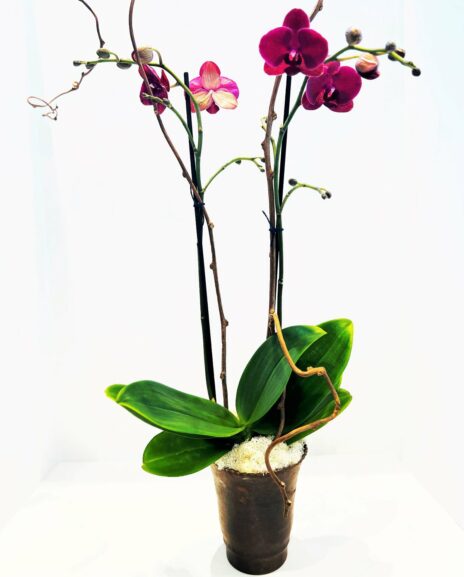 Best Orchid Delivery Salt Lake City