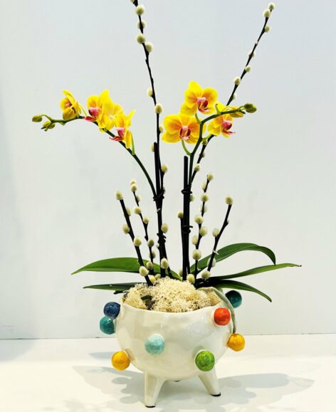 Orchid, Best Flower Delivery in Salt Lake City, UT