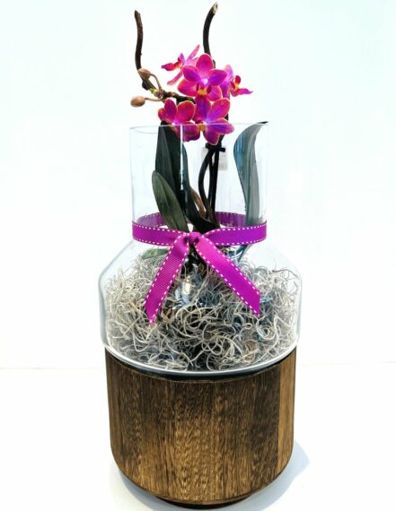 Orchid Terrrarium, The English Garden Best Floral Delivery in Salt Lake City, UT