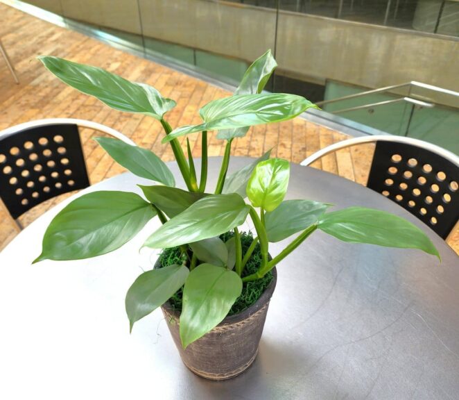 Large Philodendron