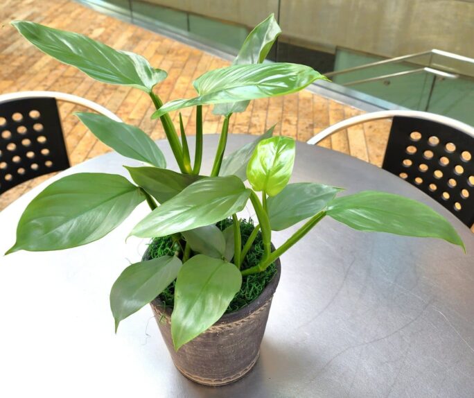 Salt Lake City Plants Delivery Silver Sword Philodendron