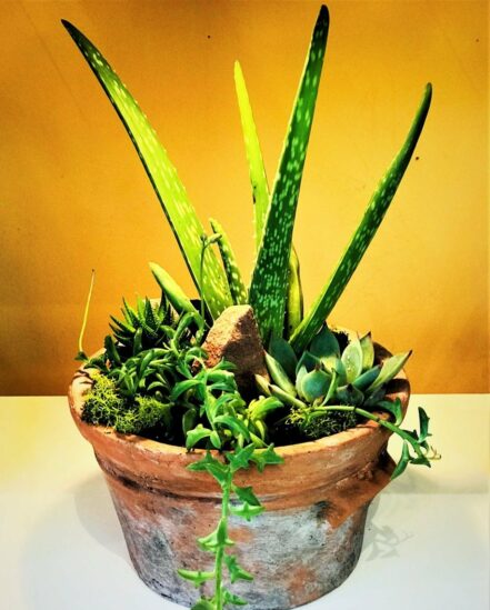 Succulent plants from the best local flower shop florist delivery in salt lake city utah