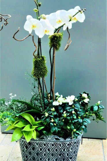 Orchids from best local salt lake city florists flowers shops delivery