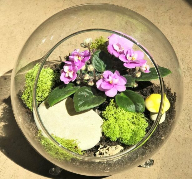 Plant terrarium from the best local flower shop florist delivery in salt lake city utah