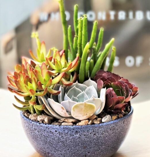 Succulent Planter from best local florist delivery in salt lake city utah
