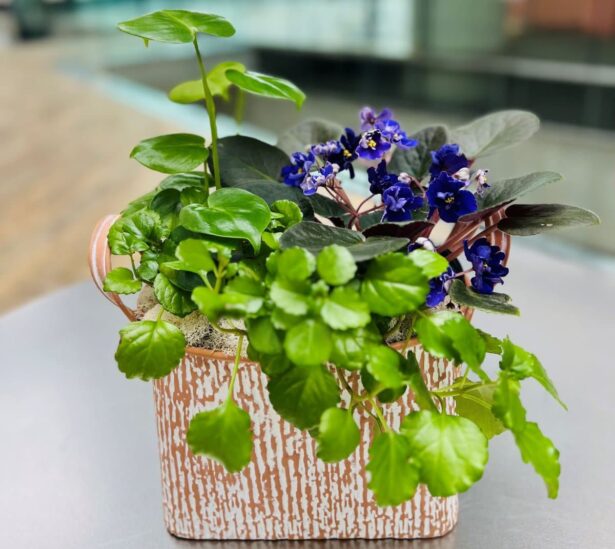 Plant Gifts, Salt Lake City Best Flower Delivery