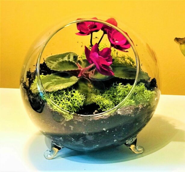 Terrariums from salt lake city best local florists shops delivery